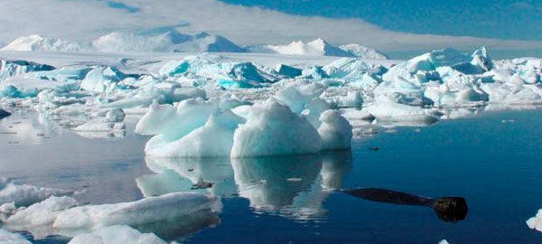 Descubren químicos que dañan la fauna de la Antártida