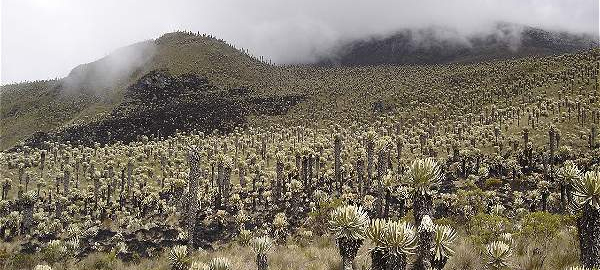 Ecosistemas en Colombia con alto riesgo de extinción