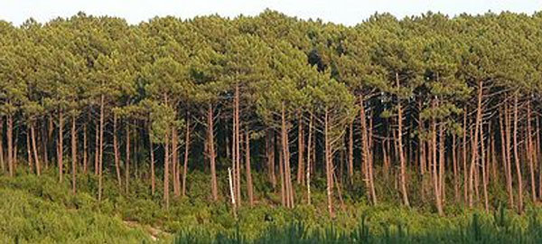 El calentamiento global causará el desplazamiento de los bosques al norte del planeta
