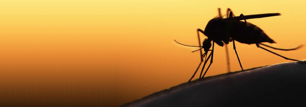 El cambio climático podría traer la malaria o el zika a España