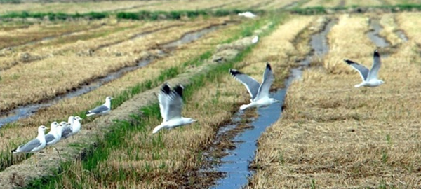 El equilibrio ecológico del Ebro está en peligro