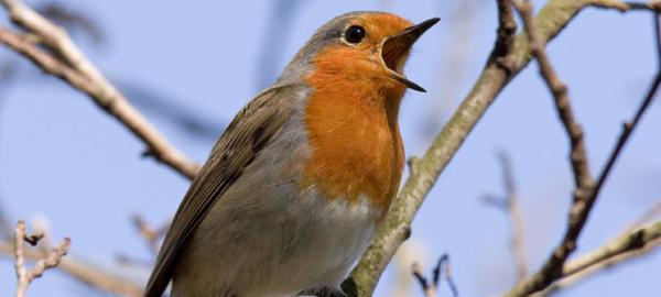 El ruido de las ciudades obliga a las aves a elevar la potencia de su canto
