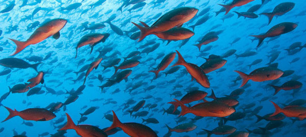 La acidificación de los océanos afecta a la reproducción de los peces