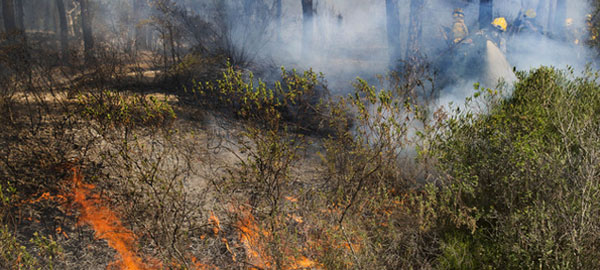 La mitad de los incendios forestales se detectan gracias a la colaboración ciudadana