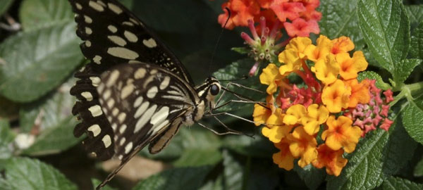 El calentamiento global impide la aparición simultánea de flores y mariposas