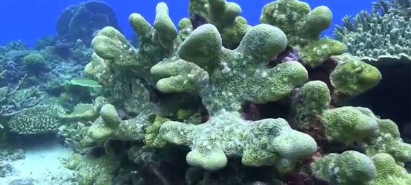 Nuevas soluciones para la conservación de los arrecifes de coral