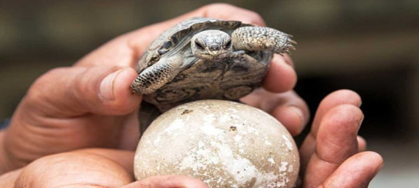 Por primera vez en 100 años, nacen tortugas en las Galápagos