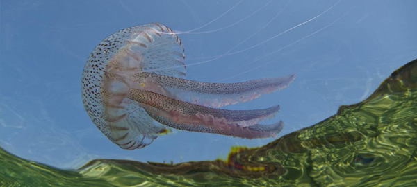 Un proyecto para reducir el impacto de las medusas en el Mediterráneo