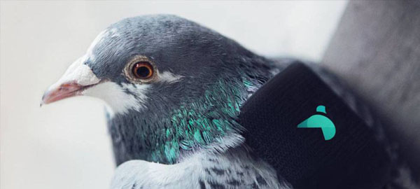 Una patrulla de palomas mide la contaminación en Londres