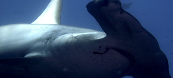 WWF compra una licencia de pesca de tiburones para proteger la vida marina en la Gran Barrera de Coral