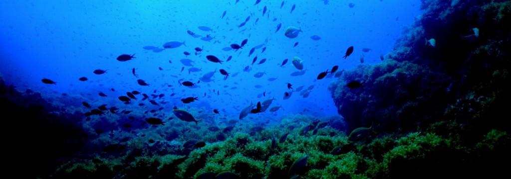 WWF limpia fondos marinos para garantizar su conservación