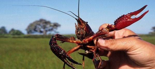 España acoge un simposio internacional sobre el cangrejo de río