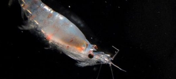 El cambio climático causará un notable descenso en el hábitat del krill antártico