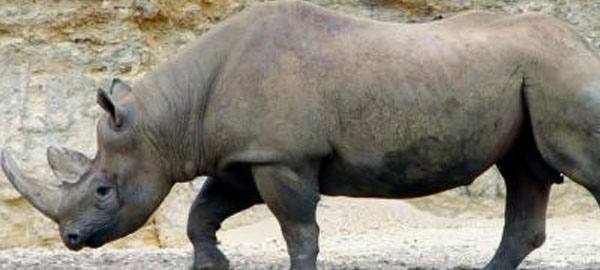 Extinguido el rinoceronte negro de África