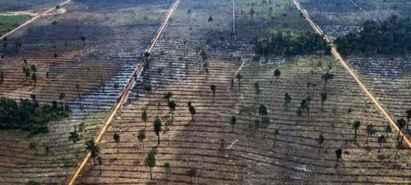 La expansión de plantaciones de aceite de palma amenaza al 42% de las especies endémicas del sudeste asiático
