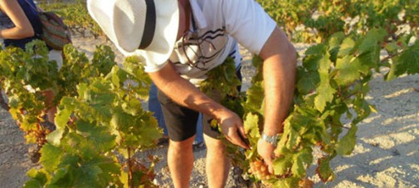La sequía reducirá un 30% la producción de vino en la C. Valenciana