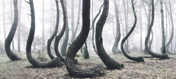 Un misterioso bosque polaco con 400 árboles doblados