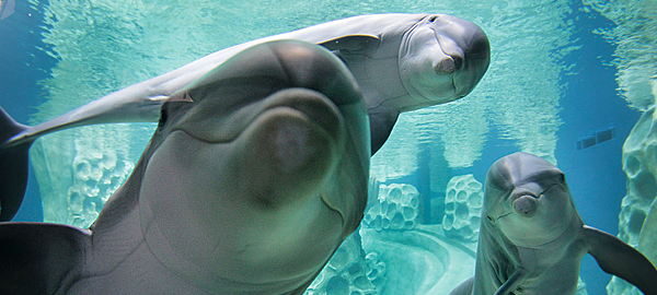 Delfines en cautiverio: la ilusión de una sonrisa