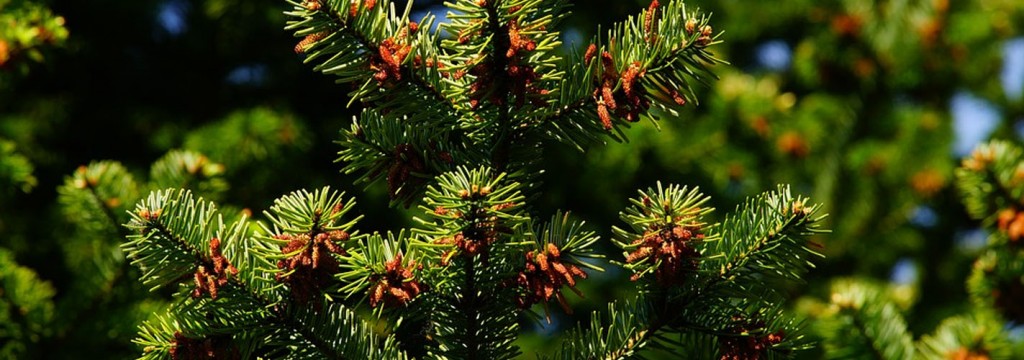 El bosque de pino mediterráneo ayuda a predecir los efectos del cambio climático