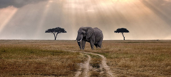 El elefante africano, al borde de la extinción