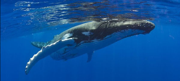 Gran parte de la población de ballenas jorobadas ya no está en peligro de extinción