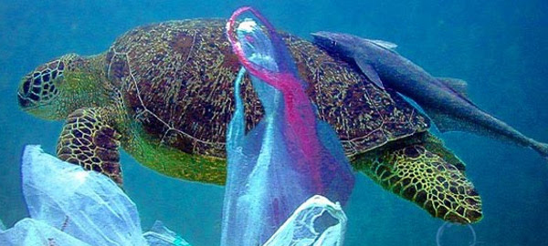 ¿Ha disminuido el impacto ambiental de las bolsas de plástico?