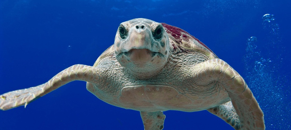 La contaminación es más peligrosa para las tortugas que el cambio climático