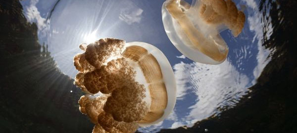 Las medusas mueren en el Mar Menor a consecuencia de la alta contaminación