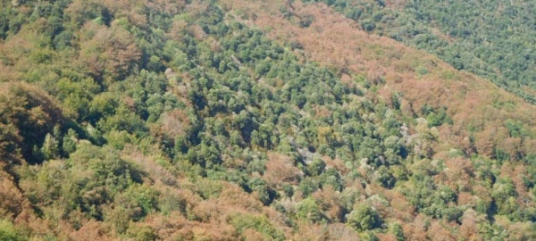 Los bosques catalanes empiezan a perder hojas antes del otoño por la sequía