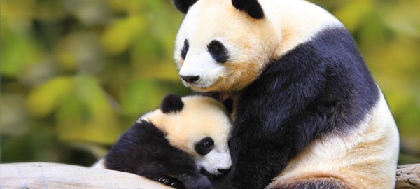 Los pandas gigantes ya no están en peligro de extinción