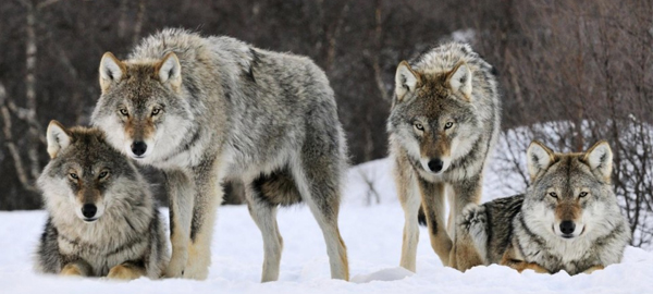 Pese a estar en peligro de extinción, Noruega autoriza matar a más de la mitad de sus lobos
