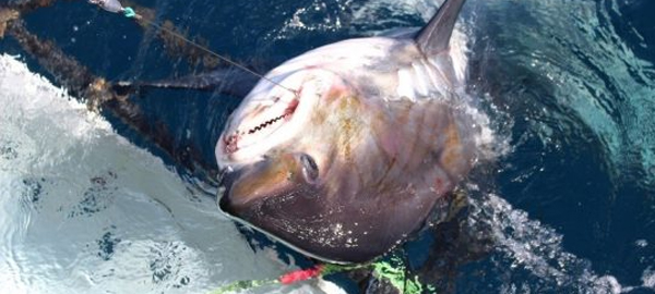 Preocupación por la conservación de tiburones y rayas