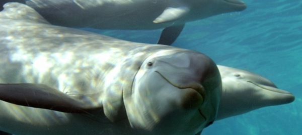 “Nocturnidad y alevosía” en el traslado de delfines al Oceanográfico de Valencia