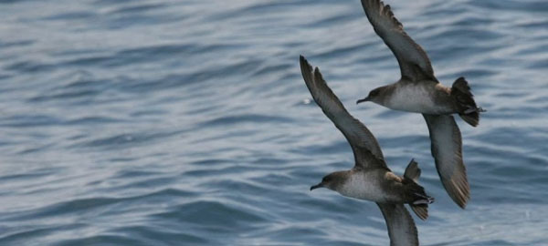 BirdLife propone una nueva Área Marina Protegida en el Atlántico