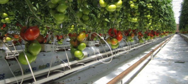 cultivan-tomates-en-el-desierto-gracias-a-la-energia-solar