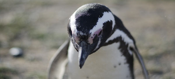El 55% de pingüinos del mundo está en peligro de extinción