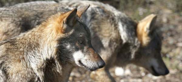 España carece de la protección necesaria para sus mamíferos
