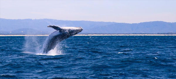 La petrolera BP renuncia a perforar el santuario de ballenas en la Gran Bahía Australiana