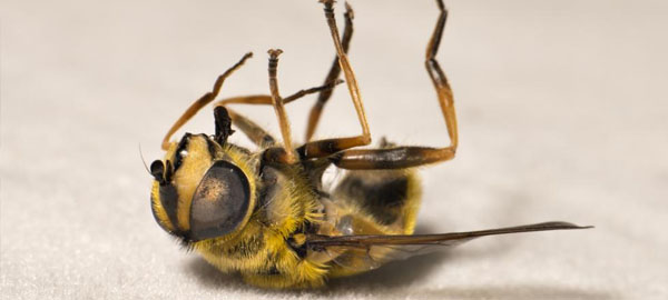 Las abejas están en peligro y, con ellas, también el ser humano