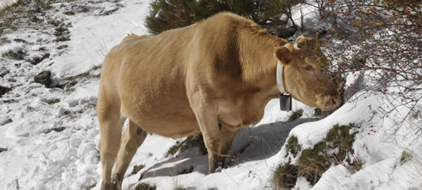 Los ganaderos del Pirineo vigilan sus rebaños con drones