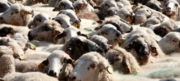 Ovejas y cabras en Collserola para prevenir incendios forestales