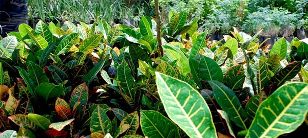 Plantas que limpian los ambientes de químicos y gases tóxicos