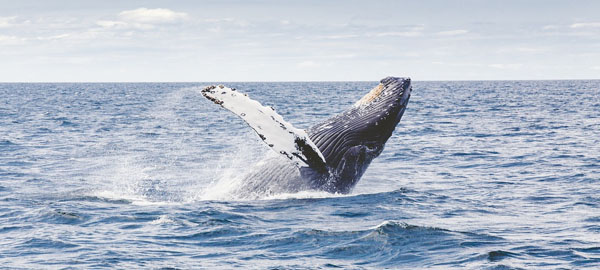 Rechazan el Santuario de Ballenas en el Atlántico Sur