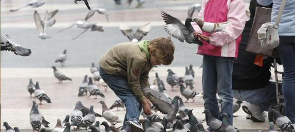 Barcelona será la primera gran ciudad en controlar las palomas con anticonceptivos