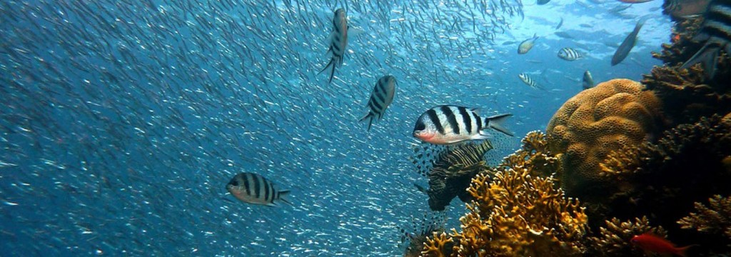 El cambio climático ha destruido el 56% de los corales del mayor arrecife del hemisferio norte