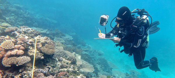 La Gran Barrera de Coral australiana sufre este año su peor deterioro