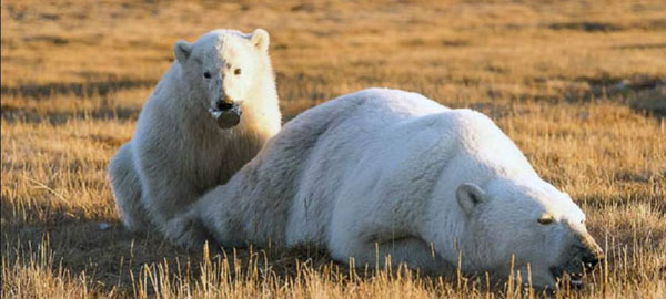 La fotografía del cachorro de oso polar que recuerda por qué no hay que tirar basura en la naturaleza