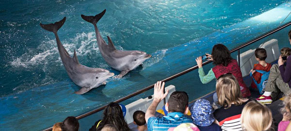 Barcelona trasladará los delfines del zoo y no construirá un nuevo delfinario