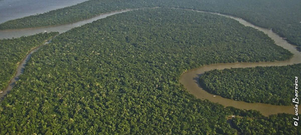 Buscan controlar la deforestación en la selva del Amazonas con sensores inalámbricos