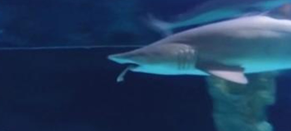 ¿Cómo afecta la caza de tiburones al cambio climático?